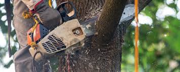Best Lot and Land Clearing  in Belleair Bluffs, FL