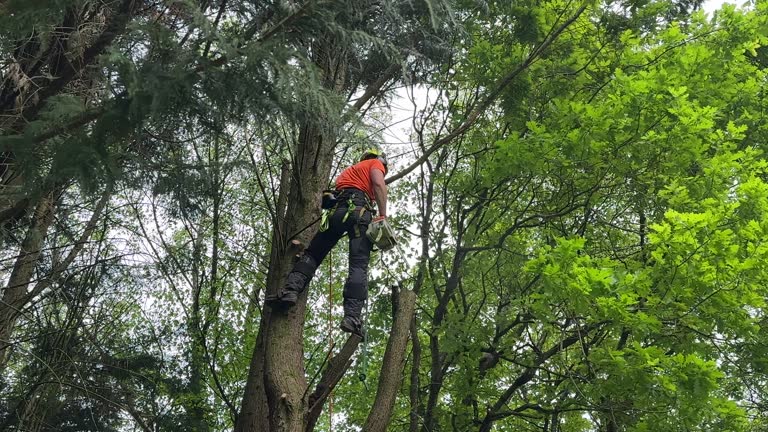 Reliable Belleair Bluffs, FL Tree Services Solutions