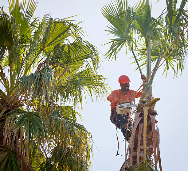 Best Palm Tree Trimming  in Belleair Bluffs, FL