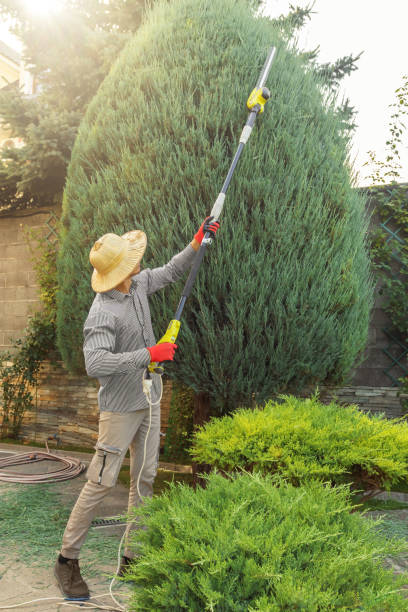 Best Tree Maintenance Programs  in Belleair Bluffs, FL