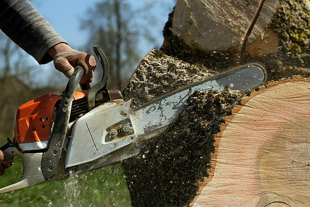 Best Firewood Processing and Delivery  in Belleair Bluffs, FL